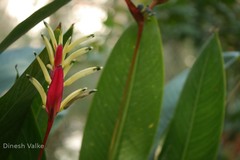 Heliconia psittacorum